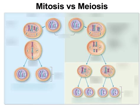 meiosis and mitosis for dummies